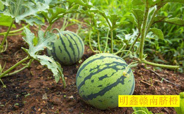 江西赣南脐橙网图片