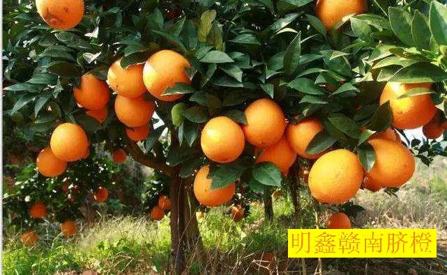 贾枭走进赣州与赣南脐橙协会会长廖明生等人深入研讨“赣南脐橙”区域公用品牌建设经验。