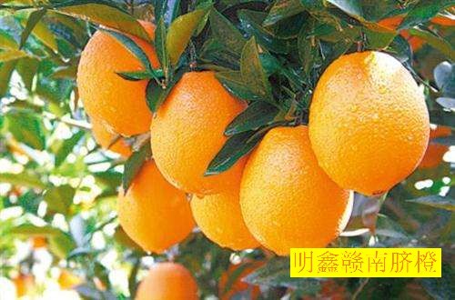 江西赣南脐橙网图片2